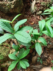 Ardisia sanguinolenta