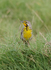 Macronyx aurantiigula