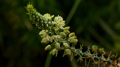 Albuca bracteata