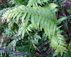 Asplenium appendiculatum