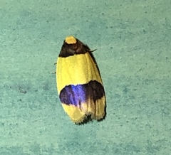 Heterallactis microchrysa