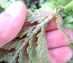 Asplenium appendiculatum