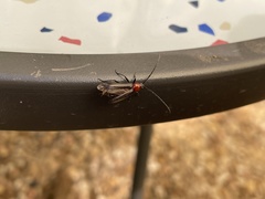 Stenosphenus dolosus