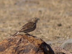 Calcarius ornatus