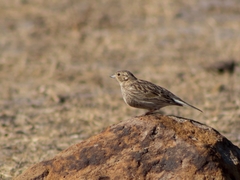 Calcarius ornatus