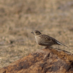 Calcarius ornatus