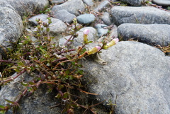 Gratiola sexdentata