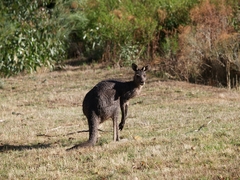 Macropodini