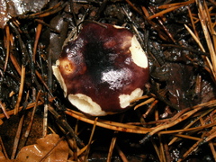 Russula atrorubens
