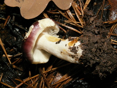 Russula atrorubens