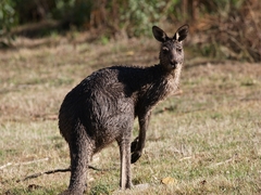 Macropodini