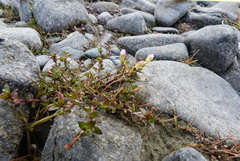 Gratiola sexdentata
