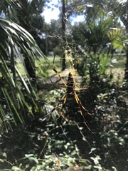 Trichonephila clavipes image