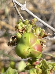 Jatropha moranii
