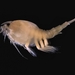 Nebalia - Photo (c) WoRMS for SMEBD, algunos derechos reservados (CC BY-SA)