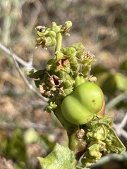 Jatropha moranii
