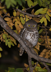Glaucidium capense
