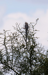 Colius leucocephalus