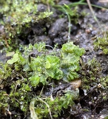 Anthoceros macounii