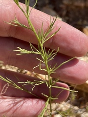 Cleome guianensis