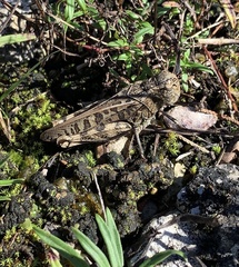 Hippiscus ocelote