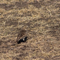 Calcarius ornatus
