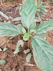 Crossandra infundibuliformis