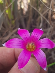 Romulea cruciata