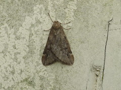 Alsophila aescularia