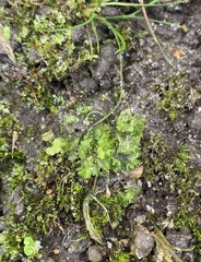 Anthoceros macounii