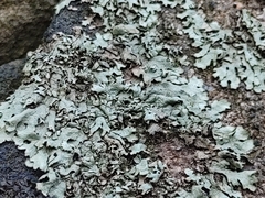 Parmeliaceae