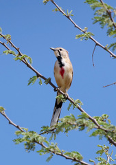 Rhodophoneus cruentus