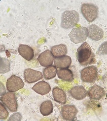 Anthoceros macounii