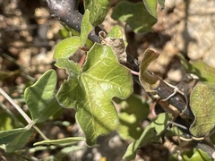 Jatropha moranii