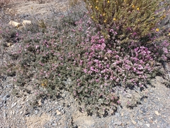 Indigofera burchellii