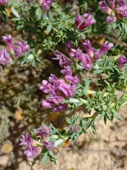 Polhillia involucrata