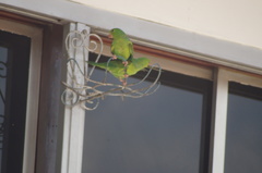 Brotogeris tirica