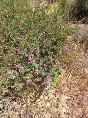 Polhillia involucrata