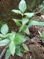Synedrella nodiflora