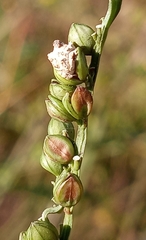 Claviceps paspali