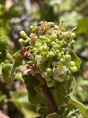Jatropha moranii