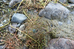 Crassula sinclairii