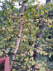 Betula pendula