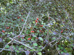 Coprosma rotundifolia
