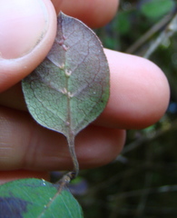 Coprosma rotundifolia