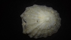 Niveotectura pallida