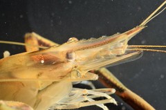 Macrobrachium acanthurus