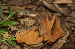 Cissia phronius