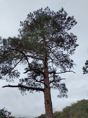 Pinus sylvestris