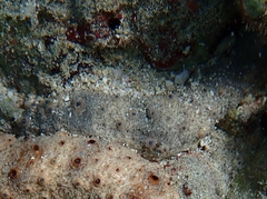 Holothuria pervicax image